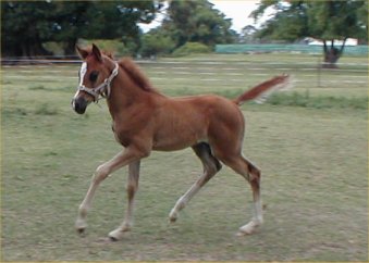 Partbred Arab Colt